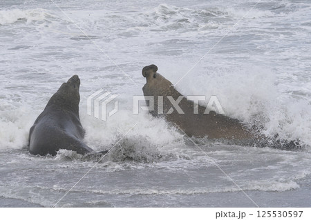 Southern Elephant Seals fighting 125530597