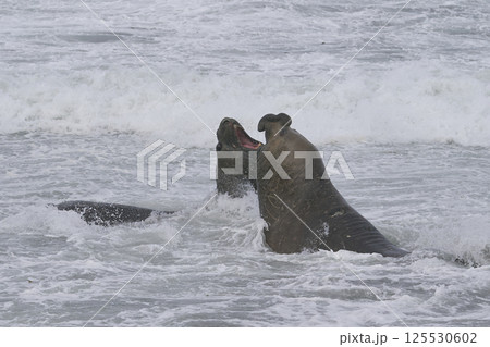 Southern Elephant Seals fighting Southern Elephant Seals fighting 125530602