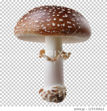 Studio macro photo of Amanita pantherina panther cap mushroom with brown cap and white warts isolated on transparent background Studio macro photo of Amanita pantherina panther cap mushroom with brown cap and white warts isolated on transparent background 125530622