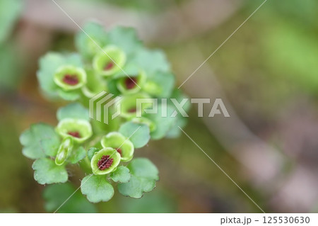 ネコノメソウの種子 125530630