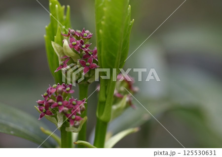 アオキの花 125530631