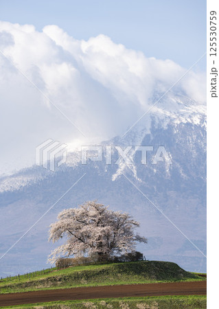 満開の野駄・為内の一本桜 岩手県八幡平市 満開の野駄・為内の一本桜 岩手県八幡平市 125530759