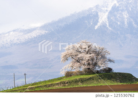 満開の野駄・為内の一本桜　岩手県八幡平市 125530762