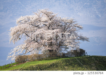 満開の野駄・為内の一本桜 岩手県八幡平市 満開の野駄・為内の一本桜 岩手県八幡平市 125530764