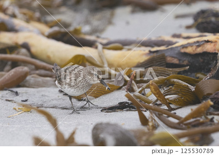 White-rumped Sandpiper White-rumped Sandpiper 125530789