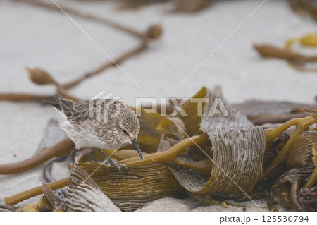 White-rumped Sandpiper 125530794