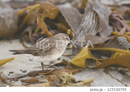 White-rumped Sandpiper 125530795