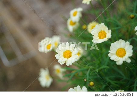 Small, cute daisy flowers are blooming. 125530851