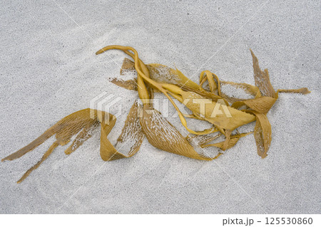 Kelp on a sandy beach 125530860