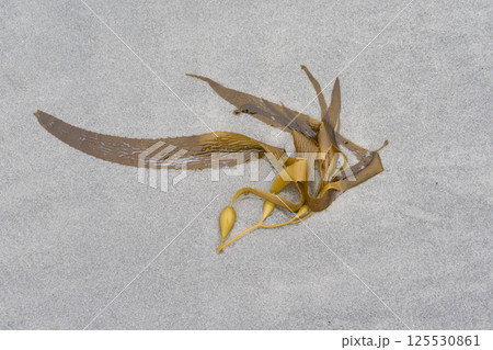 Kelp on a sandy beach 125530861