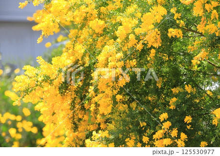 満開の金雀枝（エニシダ）　 125530977