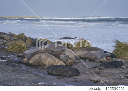 Breeding group of Southern Elephant Seal 125530991