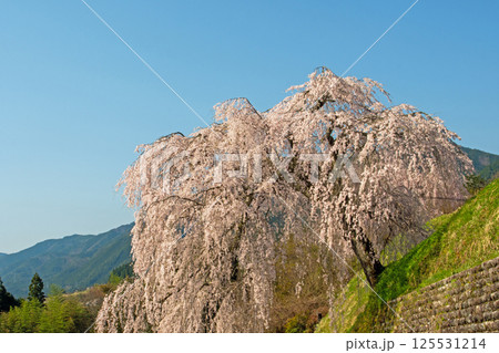 青空の下、満開の岩太郎のしだれ桜 青空の下、満開の岩太郎のしだれ桜 125531214