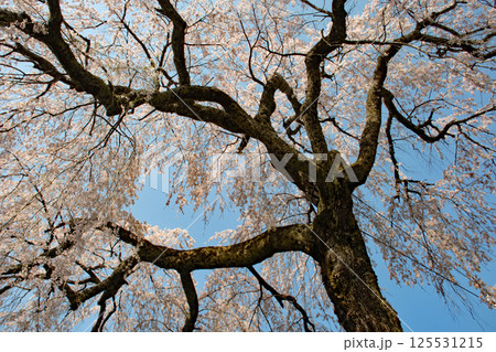 青空の下、満開の岩太郎のしだれ桜 青空の下、満開の岩太郎のしだれ桜 125531215