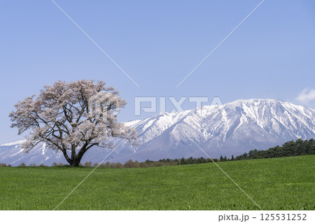 小岩井の一本桜と残雪の岩手山　岩手県雫石町 125531252
