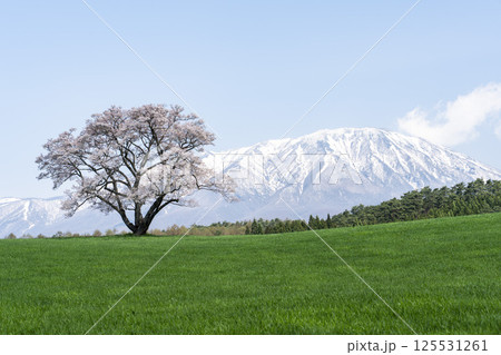 小岩井の一本桜と残雪残る岩手山　岩手県雫石町 125531261
