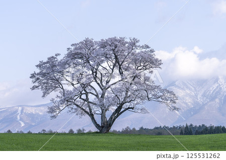 小岩井の一本桜と残雪の岩手山 岩手県雫石町 小岩井の一本桜と残雪の岩手山 岩手県雫石町 125531262