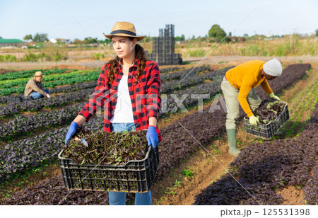 Female gardener holding crate with red mizuna 125531398