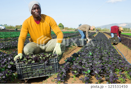 Focused male farmer picking komatsuna leaf greens Focused male farmer picking komatsuna leaf greens 125531450
