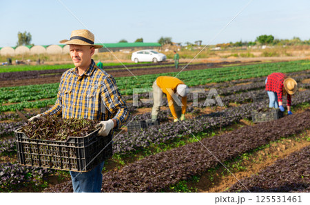 Man farmer carrying box with picked mizuna Man farmer carrying box with picked mizuna 125531461