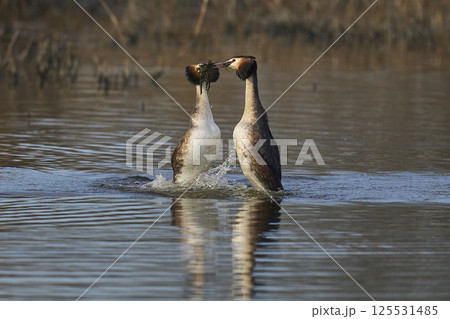Great Crested Grebe courtship 125531485