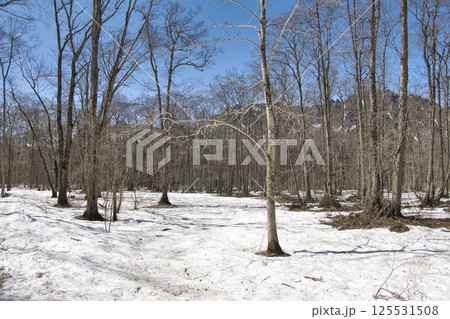 残雪の戸隠森林植物園と戸隠連峰　長野県長野市 125531508