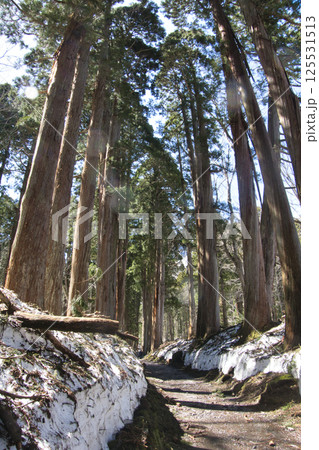 残雪の戸隠神社 奥社の参道の杉並木 長野県長野市 残雪の戸隠神社 奥社の参道の杉並木 長野県長野市 125531513
