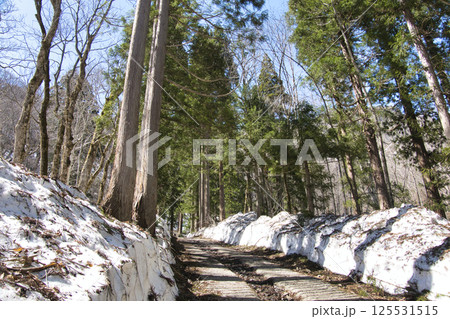 残雪の戸隠神社　奥社の参道の杉並木　長野県長野市 125531515