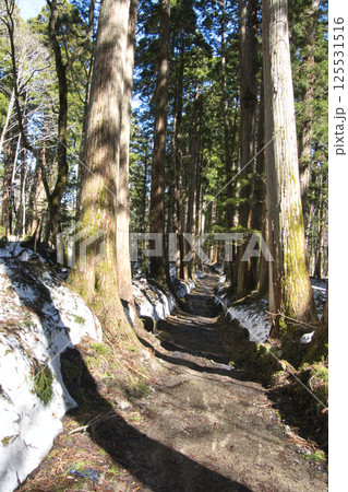 残雪の戸隠神社 奥社の参道の杉並木 長野県長野市 残雪の戸隠神社 奥社の参道の杉並木 長野県長野市 125531516