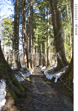 残雪の戸隠神社 奥社の参道の杉並木 長野県長野市 残雪の戸隠神社 奥社の参道の杉並木 長野県長野市 125531517