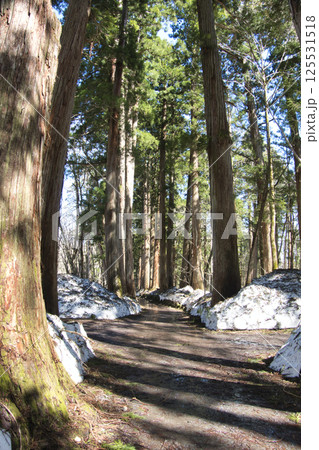 残雪の戸隠神社 奥社の参道の杉並木 長野県長野市 残雪の戸隠神社 奥社の参道の杉並木 長野県長野市 125531518