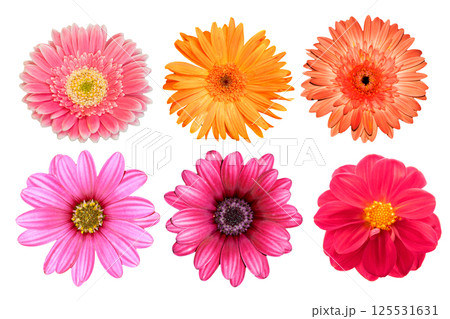collection pink and orange flower isolated on white background collection pink and orange flower isolated on white background 125531631