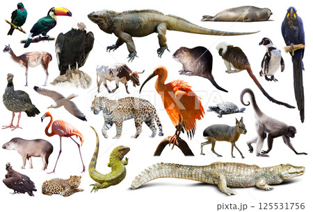 Fauna of South America set 125531756