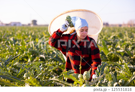 Female gardener harvesting fresh artichokes on plantation Female gardener harvesting fresh artichokes on plantation 125531818