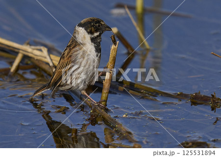 Reed Bunting Reed Bunting 125531894