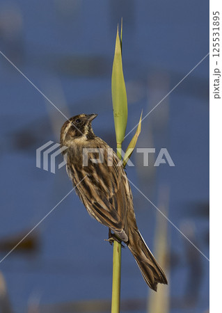 Reed Bunting Reed Bunting 125531895