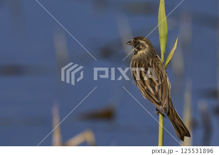 Reed Bunting 125531896