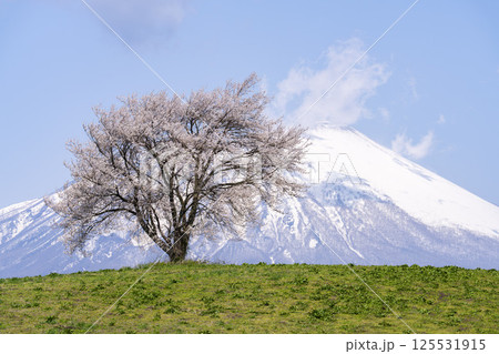 満開になった滝沢（三角山）の一本桜と岩手山　岩手県滝沢市 125531915