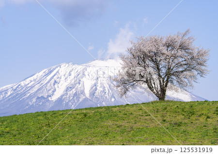 満開になった滝沢（三角山）の一本桜と岩手山　岩手県滝沢市 125531919