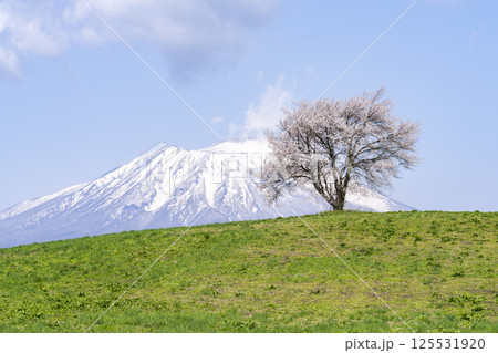 満開になった滝沢（三角山）の一本桜と岩手山　岩手県滝沢市 125531920