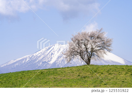 満開になった滝沢（三角山）の一本桜と岩手山　岩手県滝沢市 125531922