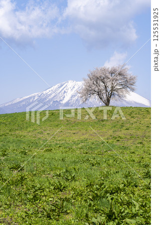 満開になった滝沢（三角山）の一本桜と岩手山　岩手県滝沢市 125531925