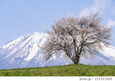 満開になった滝沢（三角山）の一本桜と岩手山　岩手県滝沢市 125531926