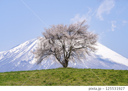 満開になった滝沢(三角山)の一本桜と岩手山 岩手県滝沢市 満開になった滝沢(三角山)の一本桜と岩手山 岩手県滝沢市 125531927