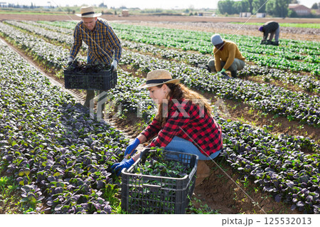 Woman gardener picking harvest of red spinach to crate and using knife 125532013