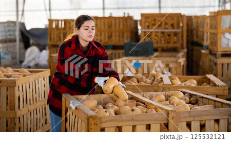 Female warehouse worker filling large wooden box with pumpkins Female warehouse worker filling large wooden box with pumpkins 125532121