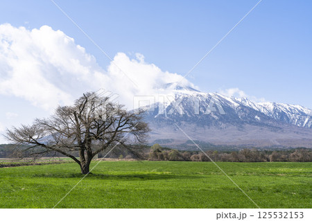 早春の上坊牧野の一本桜と岩手山　蕾　岩手県八幡平市 125532153