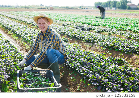 Portrait of man farmer harvesting red canonigo Portrait of man farmer harvesting red canonigo 125532159