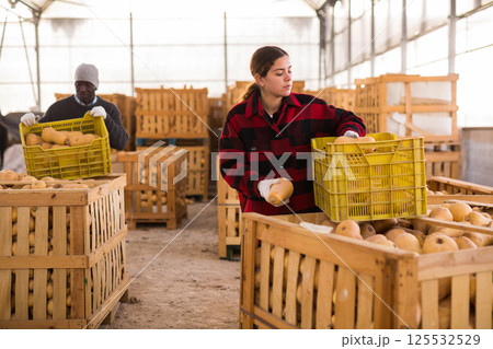 Young woman farmer lays out the pumpkins 125532529