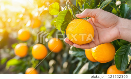 Fresh Orange Harvest. Hand Picking Juicy Citrus Fruits in the Orchard 125532596